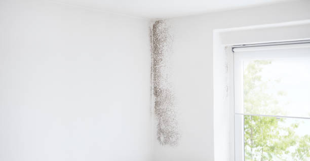 Reliable Lindsay, TX Mold Removal Solutions